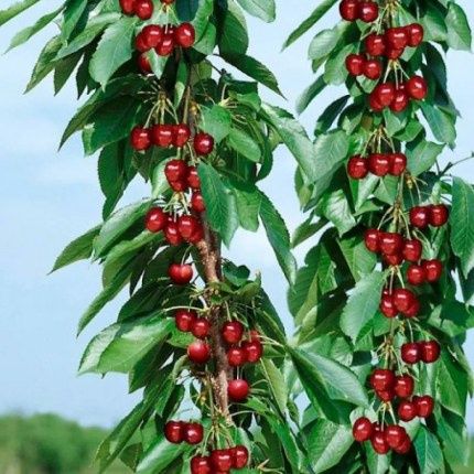 Pomi Fructiferi Columnari (CIRES)