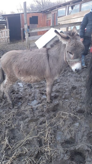 Vand magar de 1 an si 2 luni