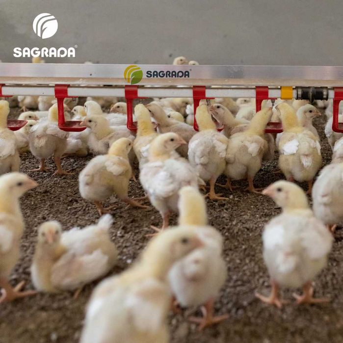 Оборудование для бройлеров SAGRADA