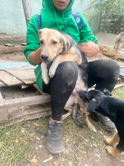 Собака бесплатно кобель