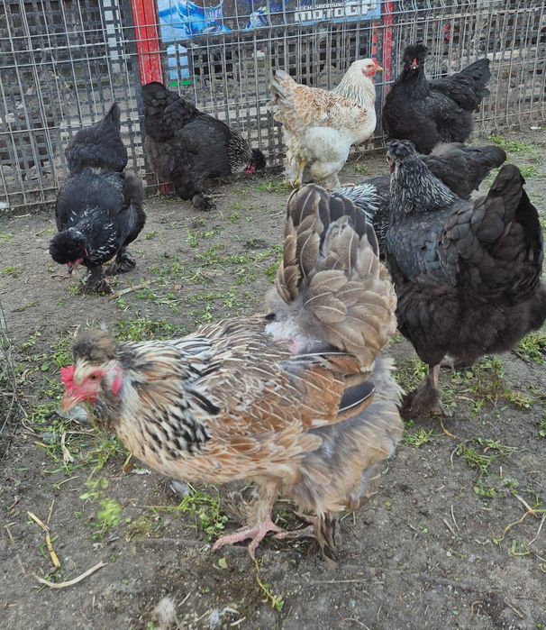 Ouă pentru incubat din rasa Australorp și moțate încălțate