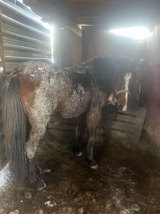 Айгыр сатылады Косшыда тұр семіз