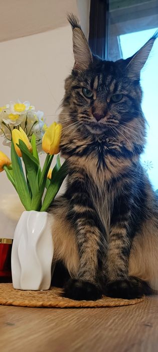 Котенца Мейн Куун