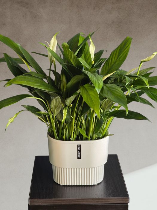 Спатифиллум (Женское Счастье) Цветы Гуллар Орхидеи Комнатные Растения