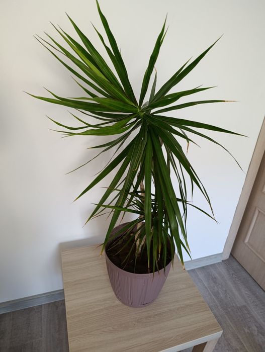 Пальма комнатная драцена