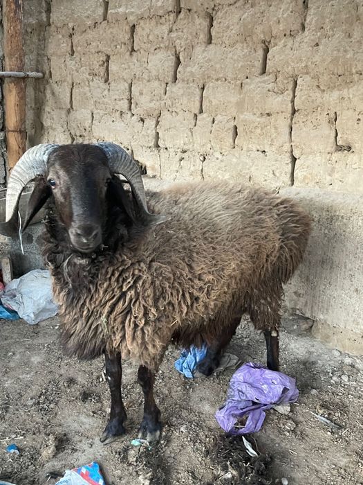 Қошкар сатылады