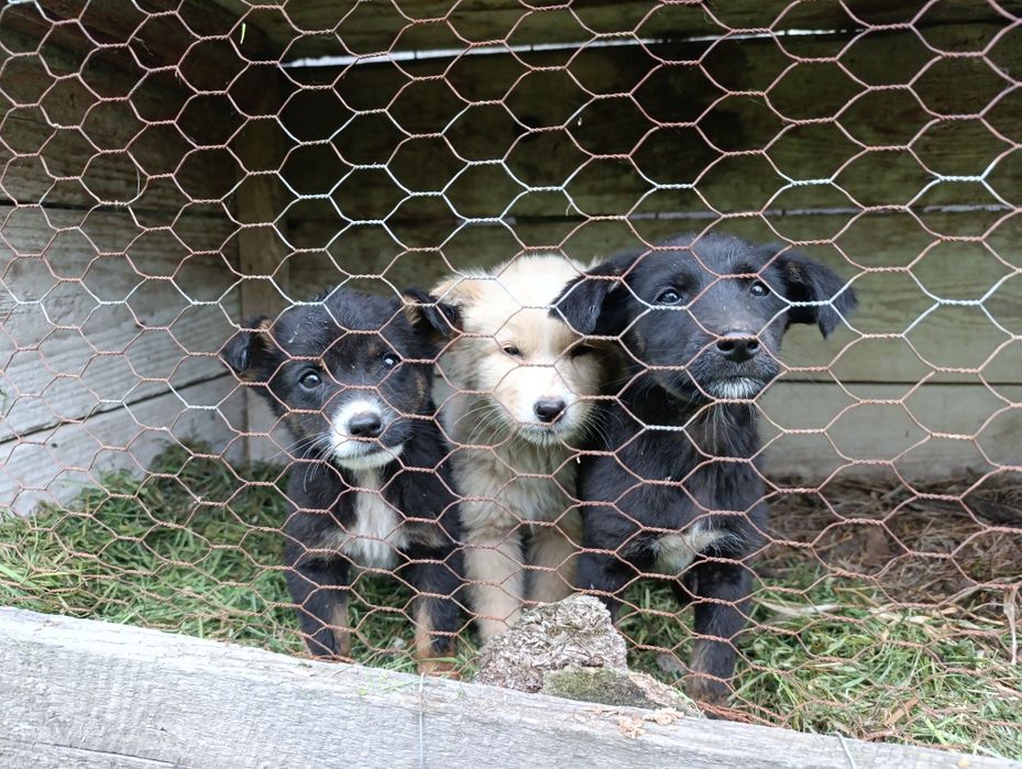 Ofer spre adoptie 3 pui de catei