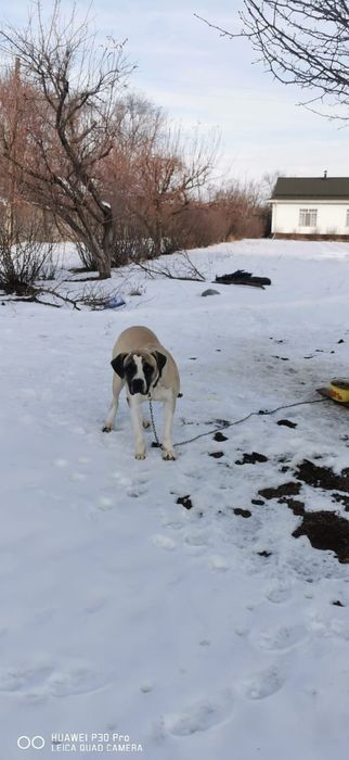 Продам щенков американский бультерьер