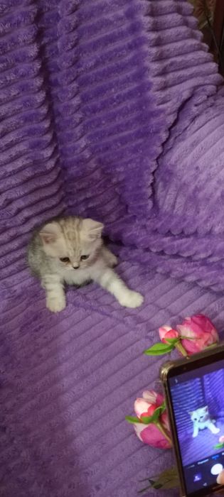 Продам шотладских котят с отличной родословной.