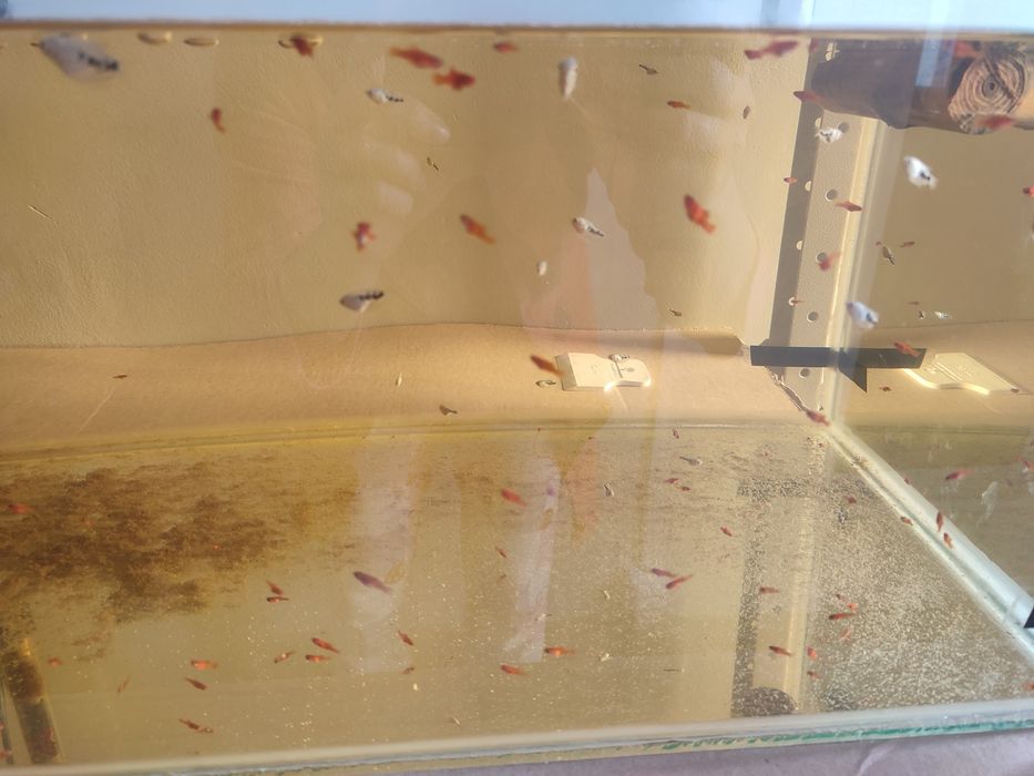 Срочно не дорого продам аквариумных рыб