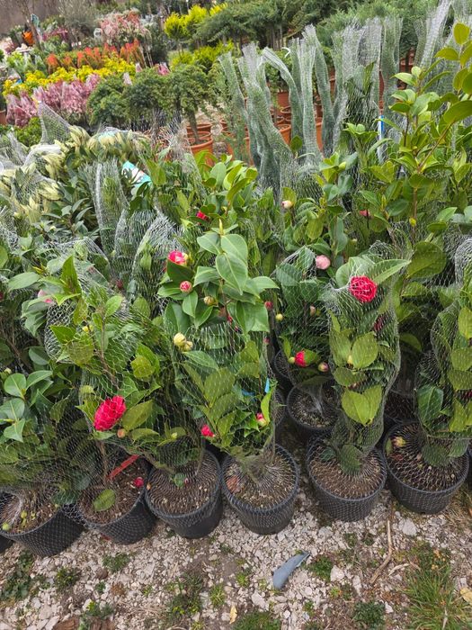 Camelia deja infolita