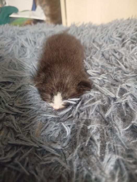 Отдаю котенка бесплатно!