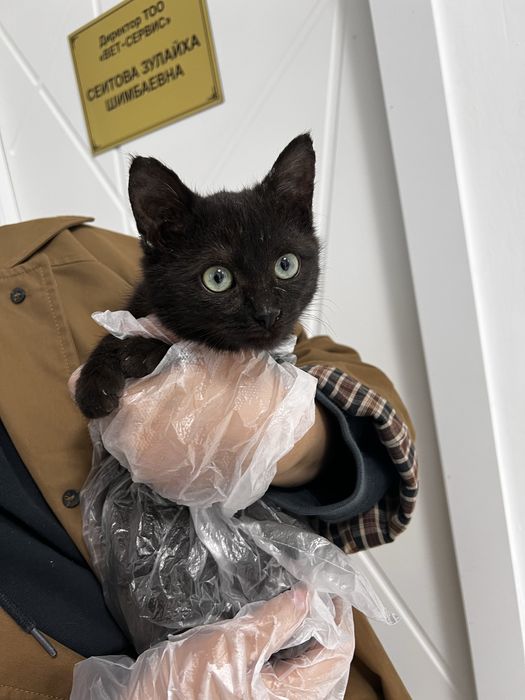 Кошечка с оливковыми глазами, 4 мес