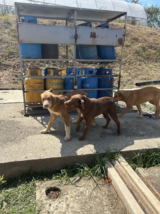 Căței spe adoptie