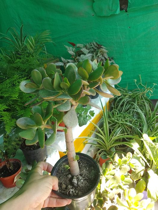 Азалия вся цветущая