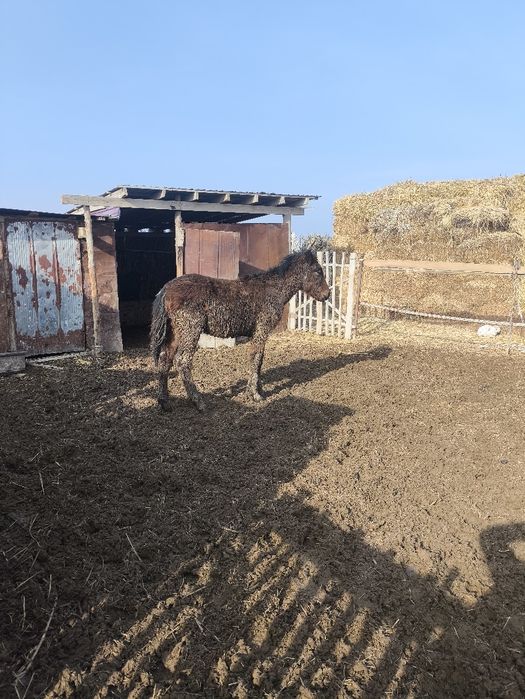 Семіз Тай ,  Бычоктар сатылады 300ден,