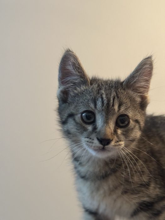 Котик, домашний, 2 месяца