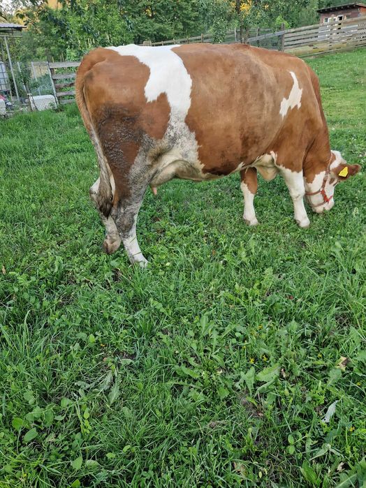 Vaca tanara de vanzare