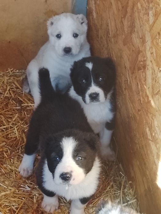 Щенки САО Алабай