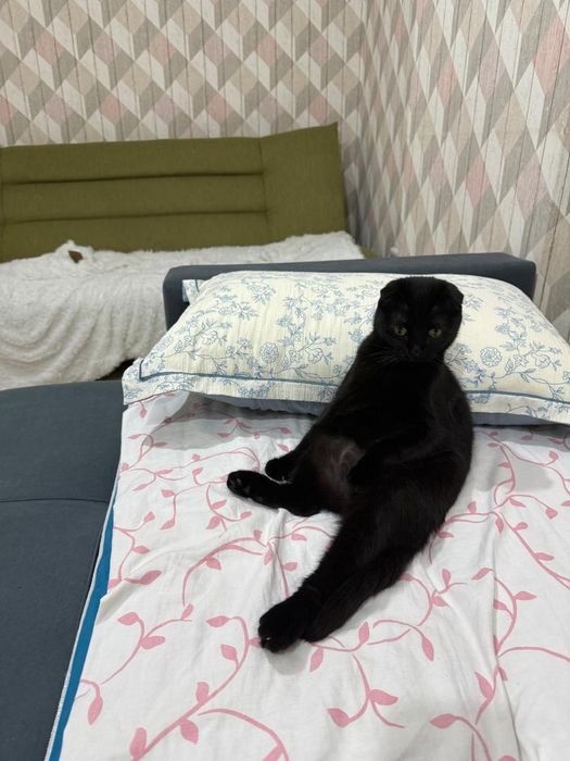 Кошка кастрированная девочка продаётся