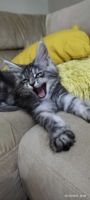 Мейн куун котенца