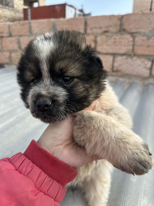 Добрые руки щенков