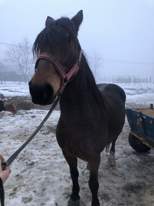 De vanzare iapa de 7 ani