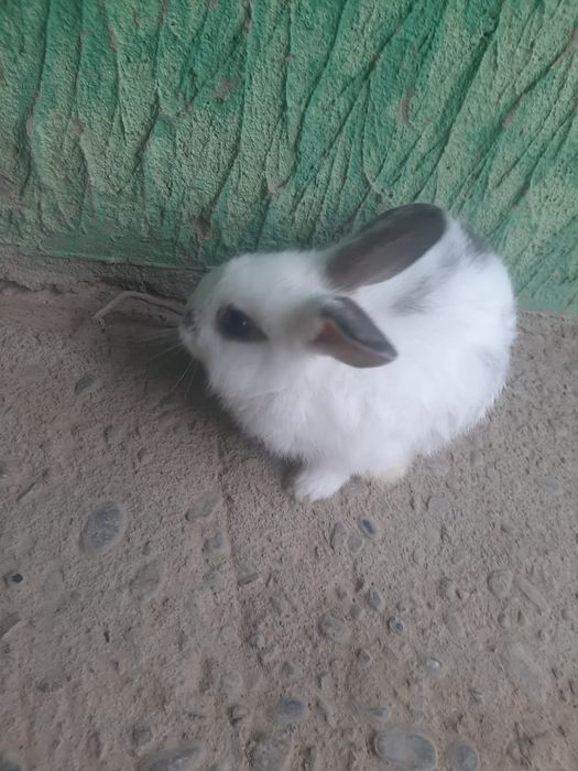 Кролики декоративные