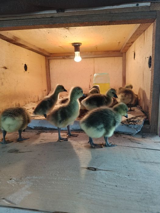 Продам    гусат.