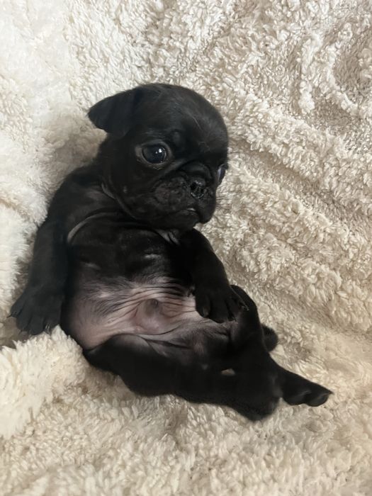 Щенки мопса бронь