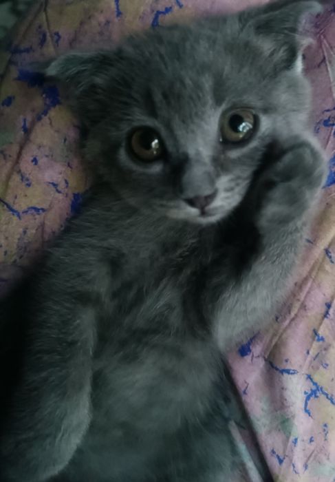 Scottish Fold mushukcha sotiladi.  Продаётся котёнок Scottish Fold
