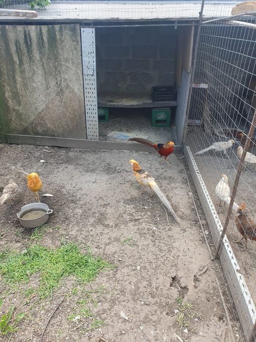 Fazani auriu cu galben/roșu