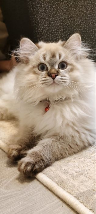 2 та “Невская маскарадная” мушукчалар сотилади