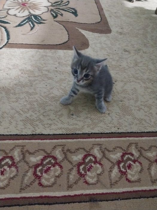 Отдам в добрые руки