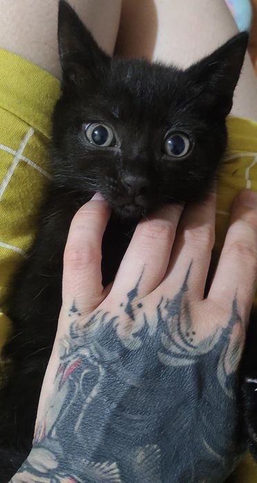 Котенок мальчик.