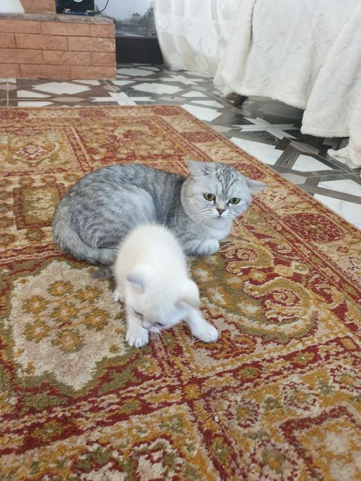 Британские шиншилы