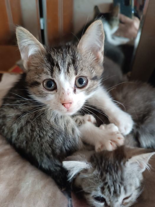 Котята в добрые руки
