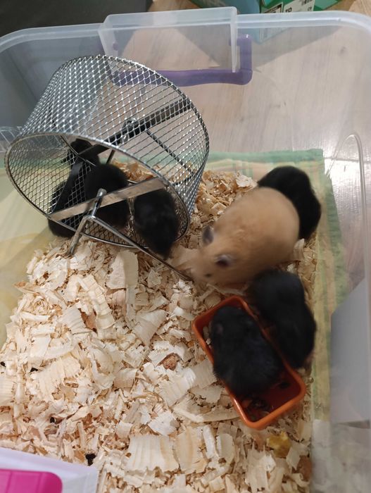 Подарявам хамстери