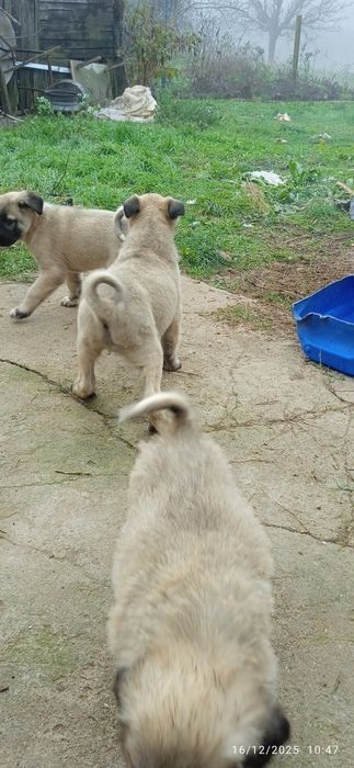 Продавам кучета кангал на два месеца  мъжки и женски  цена 180 лв брой