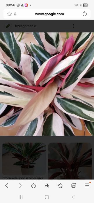 Продам цветок строманта