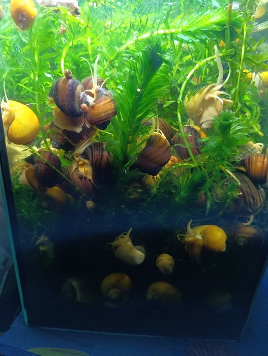 Улитки ампулярии