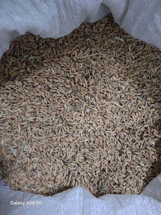 Девизира Шоли сотилади холати зор