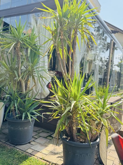 Yucca la ghiveci – plantă ornamentală deosebită,10 ani