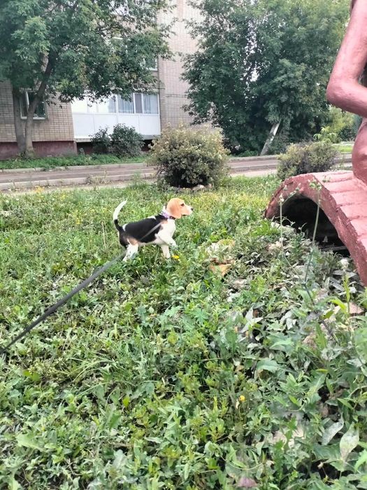 Продам щенка породы Бигль