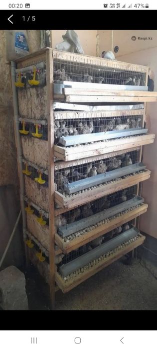 Перепелка оборудования