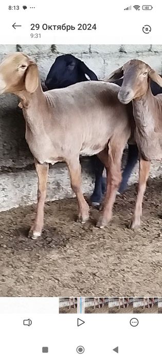 Uruģlikka zottor qoylar bor