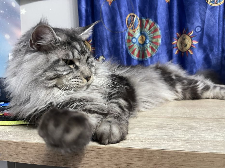 Вязка Мейн Кун с документами