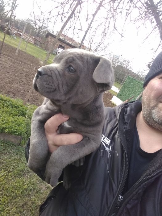 Малки сладурковци