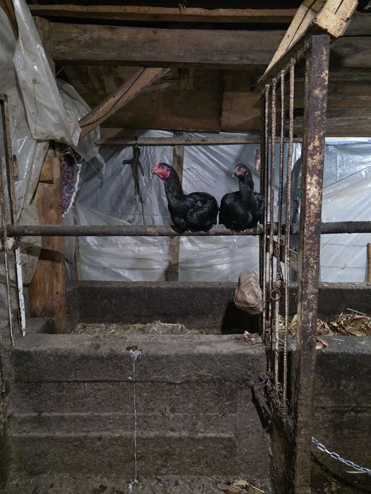 Joja Xoroz va tovuq sotiladi