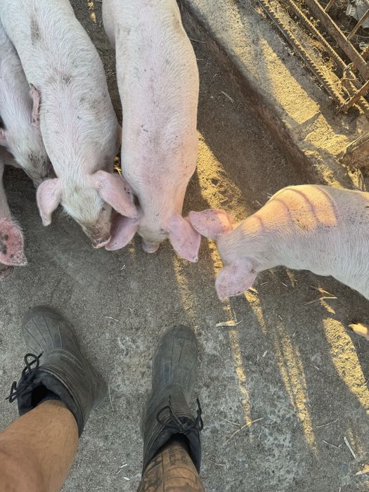 Продавам малки прасенца